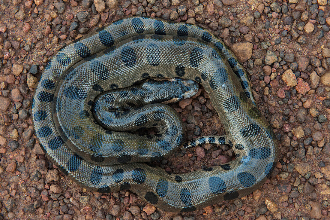 Green Anaconda (Eunectes murinus) juvenile, Iwokrama Rainforest Reserve, Guyana