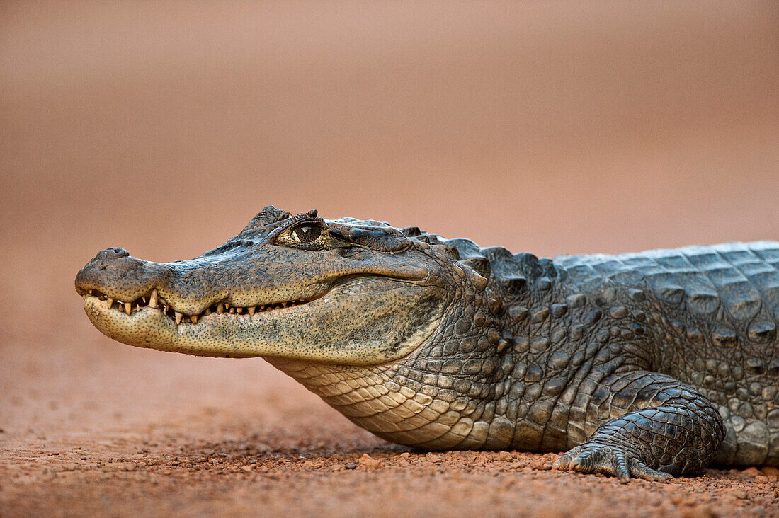 Spectacled Caiman (Caiman crocodilus) on road, Iwokrama Rainforest Reserve, Guyana
