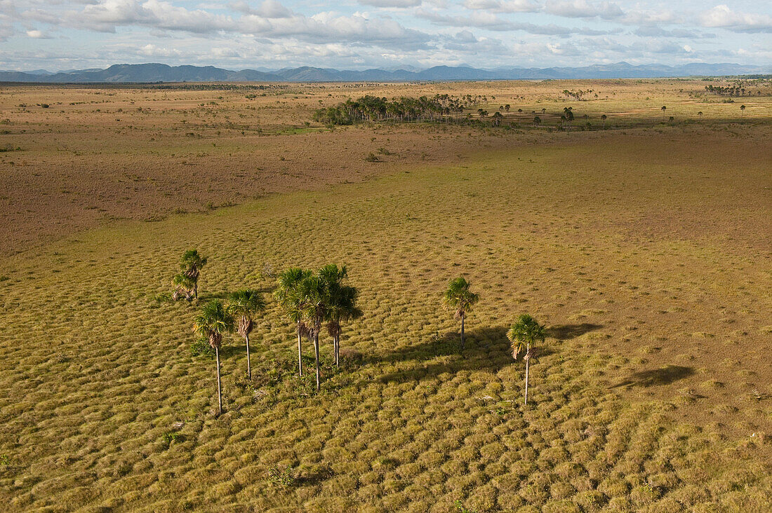 Aguache Palm (Mauritia flexuosa) group in savannah, Rupununi, Guyana