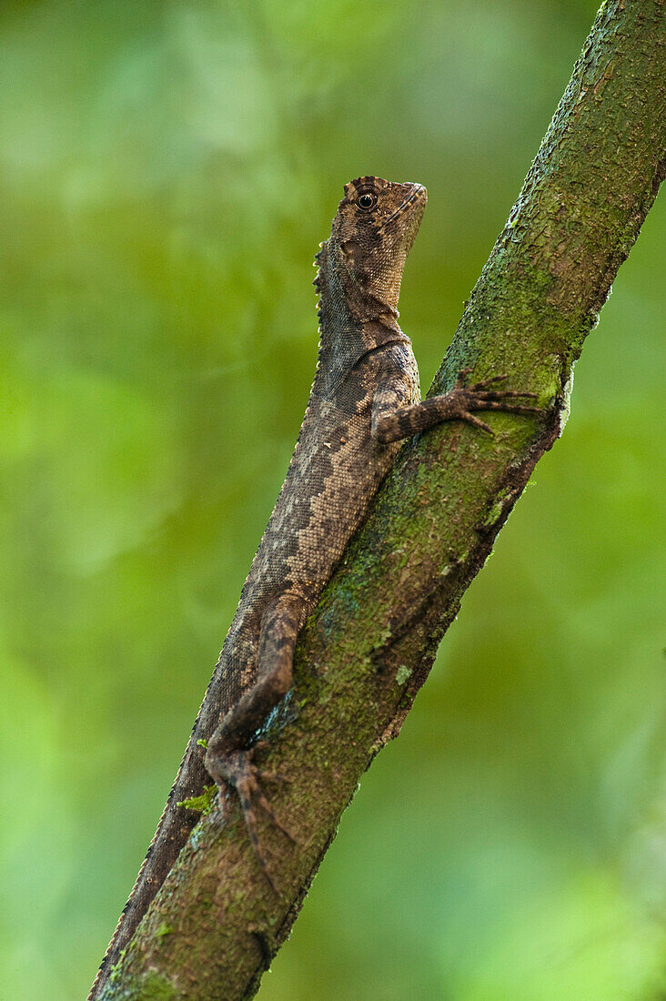 Diving Lizard (Uranoscodon superciliosus), Mapari, Rupununi, Guyana