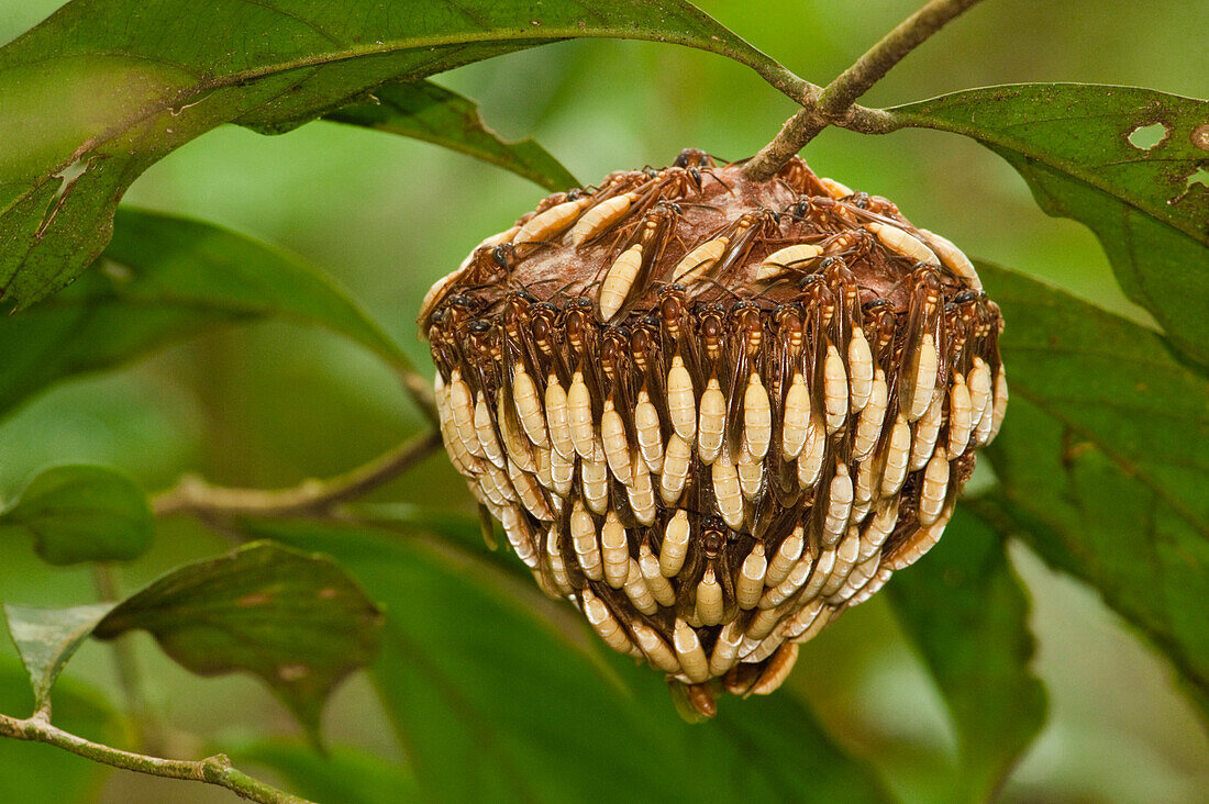 Wasp (Apoica pallens) colony covering hive, Turtle Mountain, Iwokrama Rainforest Reserve, Guyana