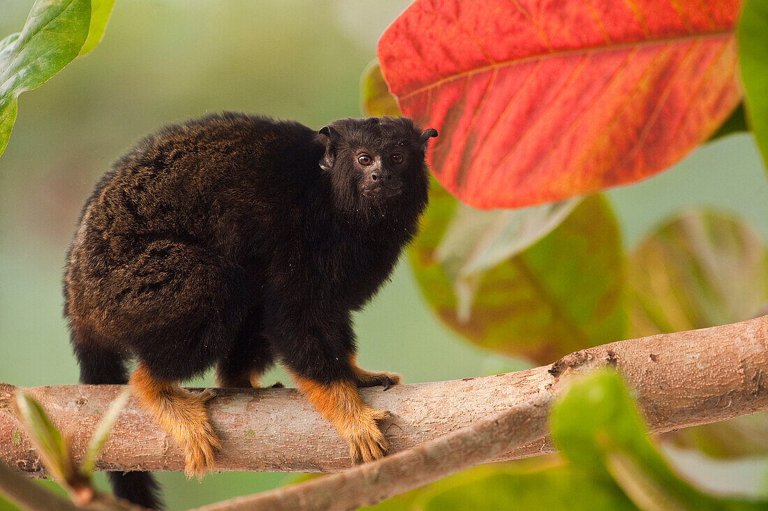 Midas Tamarin (Saguinus midas) in tree, indiviual is part of legal pet trade, Georgetown, Guyana