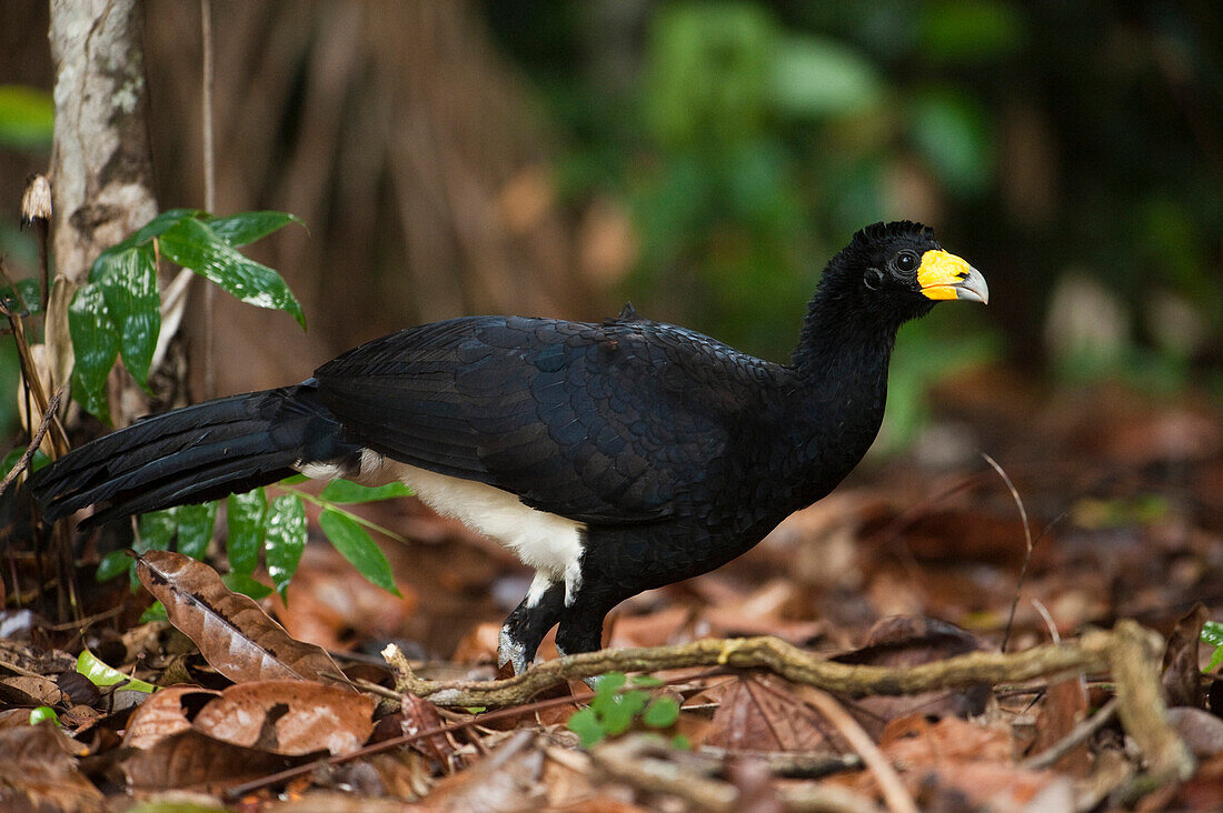 Black Curassow (Crax alector), Iwokrama Rainforest Reserve, Guyana
