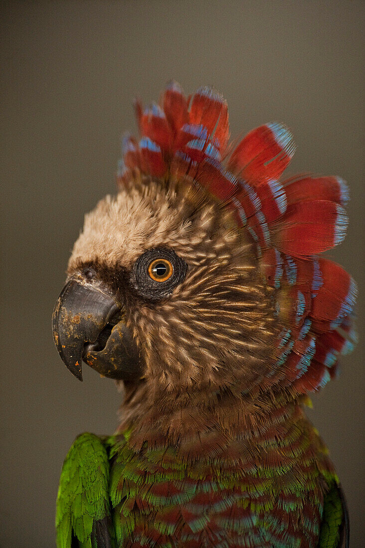 Red-fan Parrot (Deroptyus accipitrinus), wild caught and now part of legal pet trade, Georgetown, Guyana