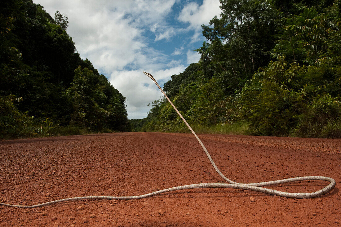 Brown Vine Snake (Oxybelis aeneus) on road in defensive posture, Iwokrama Rainforest Reserve, Guyana