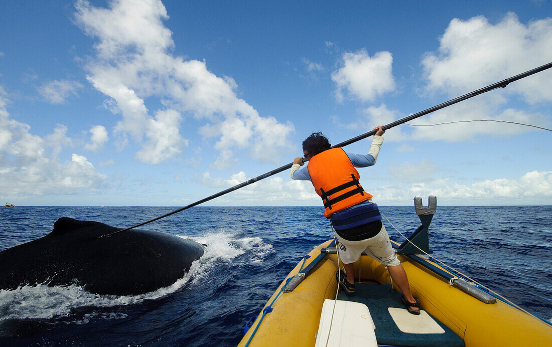 Humpback Whale (Megaptera novaeangliae) being tagged by researcher with satellite radio transmiter to study the migratory routes, southern Bahia, Brazil