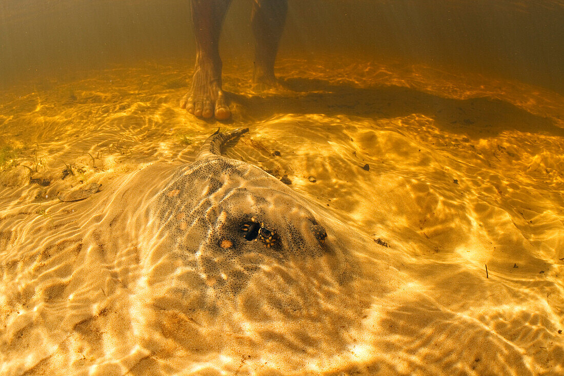 Black River Stingray (Potamotrygon motoro) hidden in sand with man standing behind, Rio Negro, Pantanal, Brazil