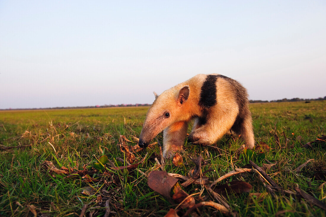 Southern Anteater (Tamandua tetradactyla) in grassland, Pantanal, Brazil