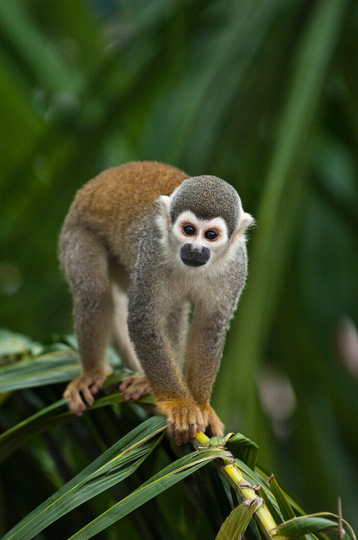 South American Squirrel Monkey (Saimiri sciureus) on branch, Amazon, Ecuador