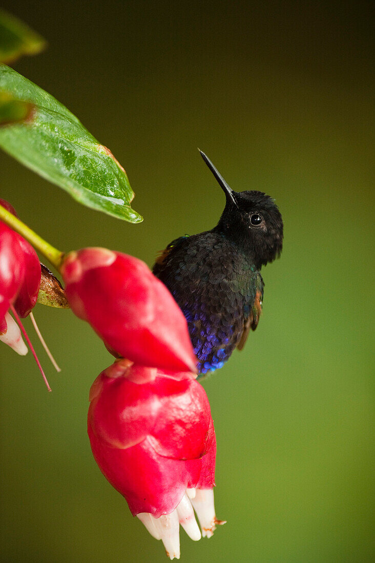 Velvet-purple Coronet (Boissonneaua jardini) hummingbird feeding, Mindo Cloud Forest, western slope of Andes, Ecuador