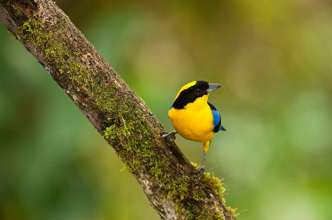 Blue-winged Mountain-tanager (Anisognathus somptuosus), Mindo Cloud Forest, western slope of Andes, Ecuador