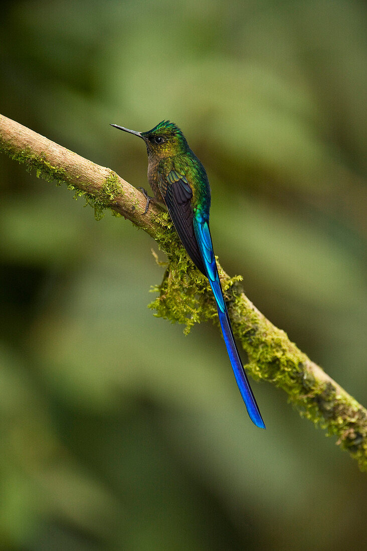 Violet-tailed Sylph (Aglaiocercus coelestis) male, Mindo Cloud Forest, western slope of Andes, Ecuador