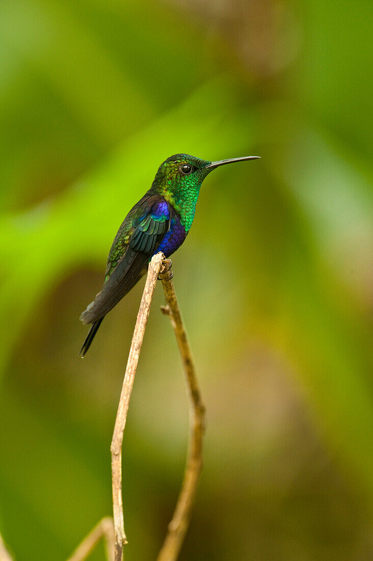 Green-crowned Woodnymph (Thalurania fannyi) hummingbird, Mindo Cloud Forest, western slope of Andes, Ecuador