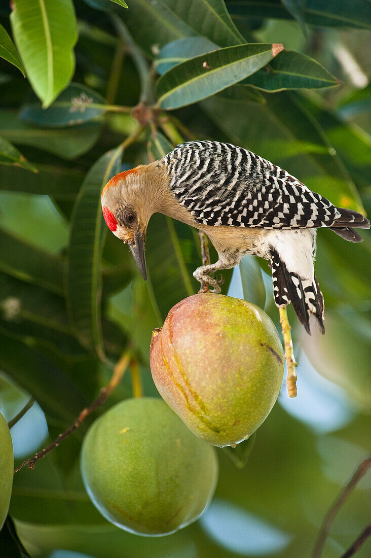 Red-crowned Woodpecker (Melanerpes rubricapillus) feeding on fruit, Orinoco River, north of Puerto Ayacucho, Apure, Venezuela