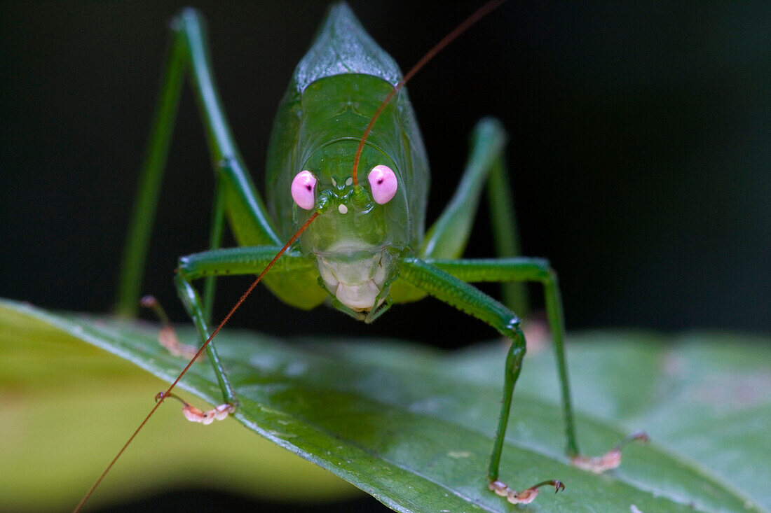 Katydid (Caedicia sp), newly discovered species, Muller Range, Papua New Guinea