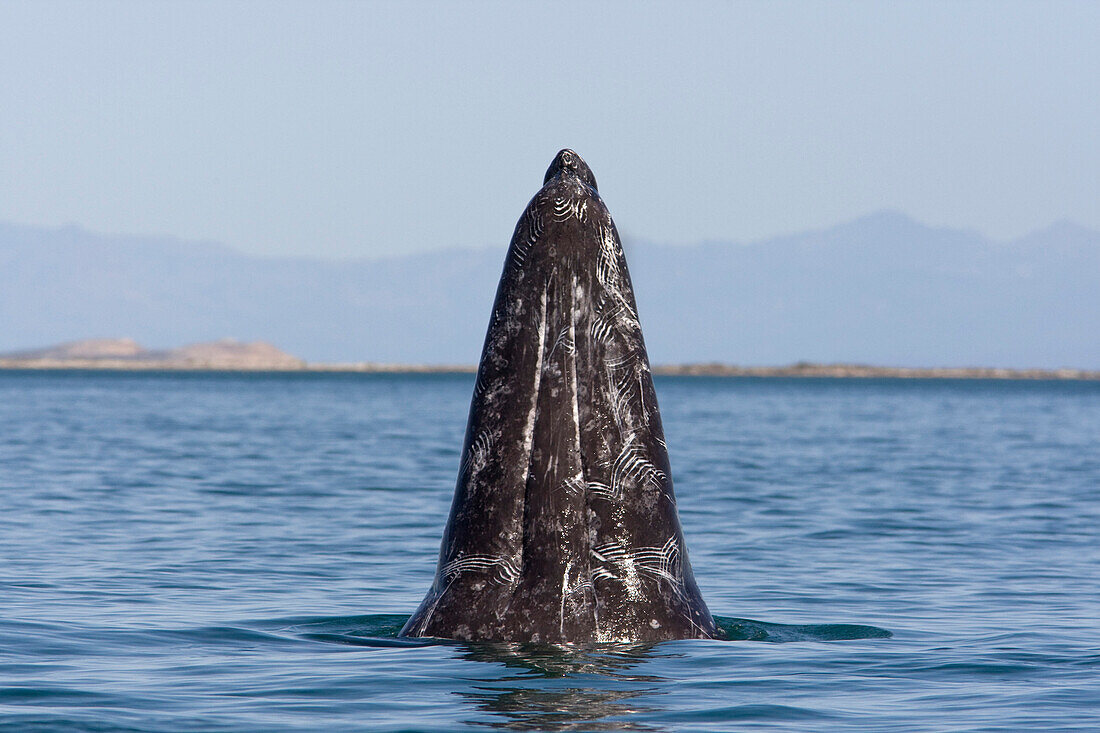 Gray Whale (Eschrichtius robustus) with tooth marks from attacks by killer whales, San Ignacio Lagoon, Baja California, Mexico