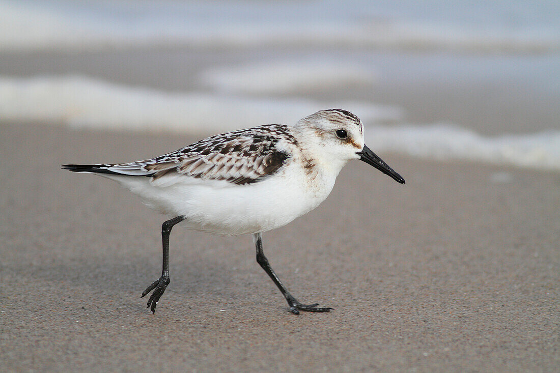 Sanderling (Calidris alba) on beach, Magdalen Islands, Quebec, Canada