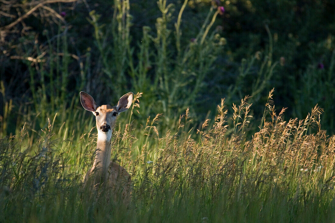 White-tailed Deer (Odocoileus virginianus) doe in meadow, Wyoming