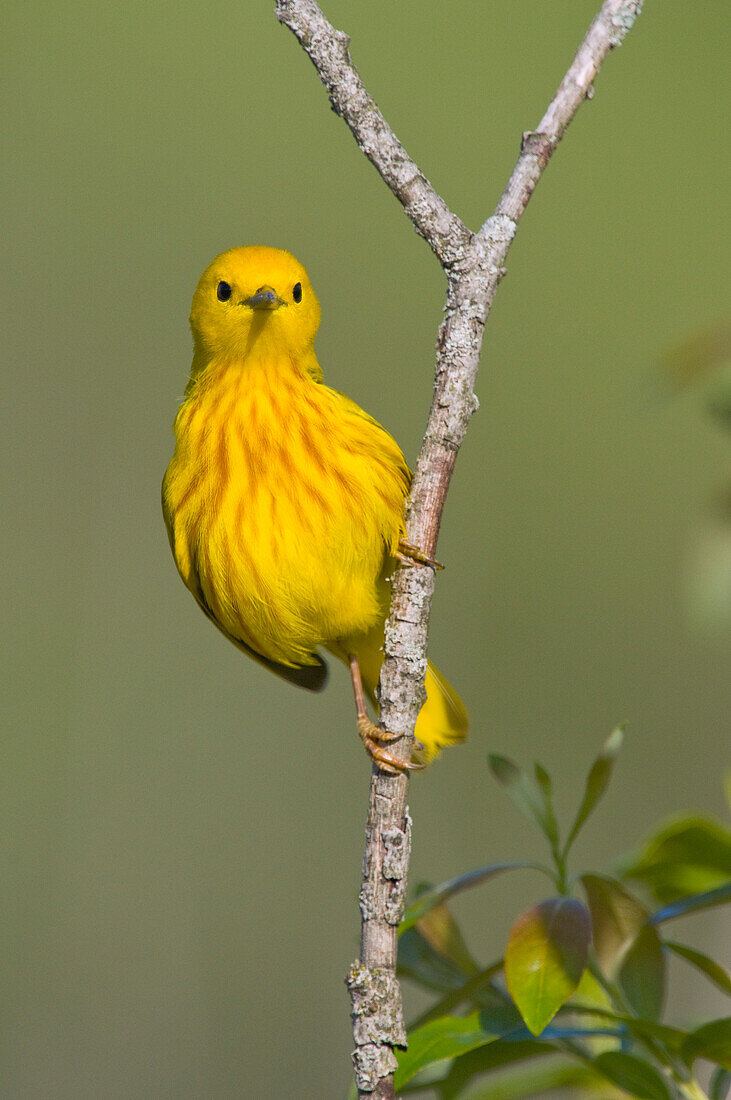 Yellow Warbler (Setophaga petechia) male, Crane Creek State Park, Ohio