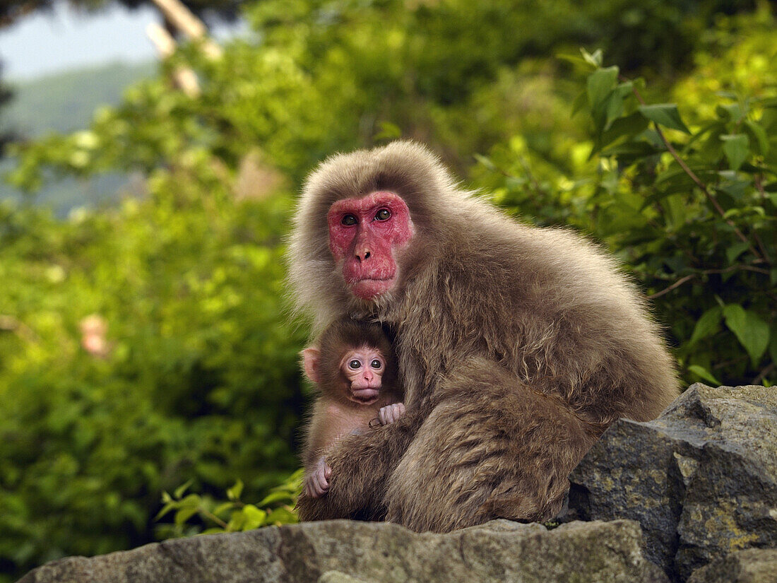 Japanese Macaque (Macaca fuscata) mother and young, Jigokudani, Japan