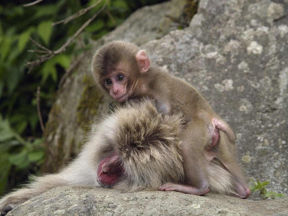 Japanese Macaque (Macaca fuscata) young hugging mother, Jigokudani, Japan