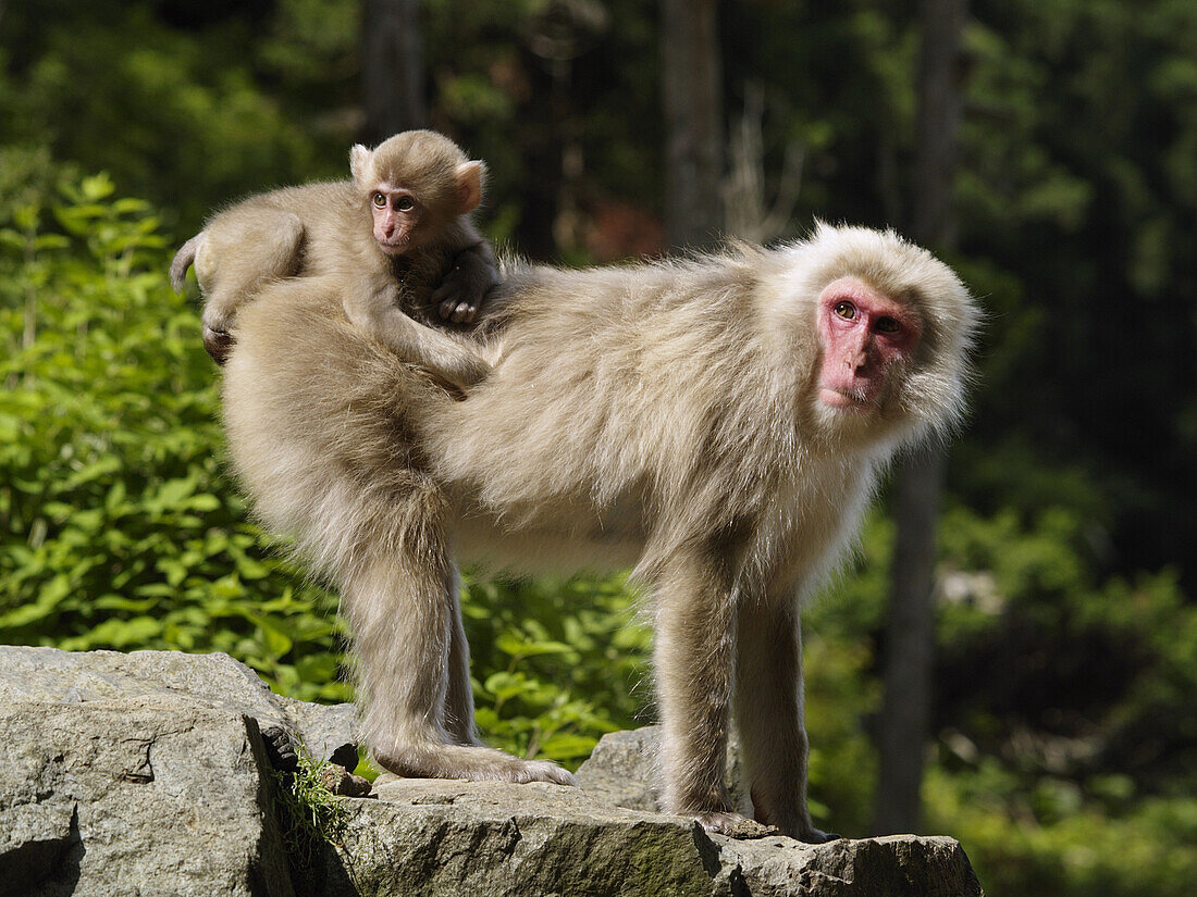 Japanese Macaque (Macaca fuscata) mother carrying young, Jigokudani, Japan