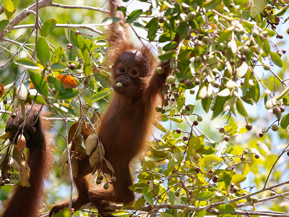 Orangutan (Pongo pygmaeus) young feeding on fruit, Borneo, Malaysia
