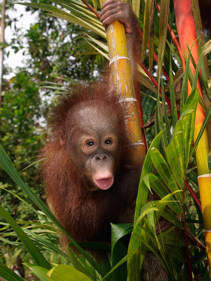 Orangutan (Pongo pygmaeus) young calling while clinging to bamboo, Borneo, Malaysia