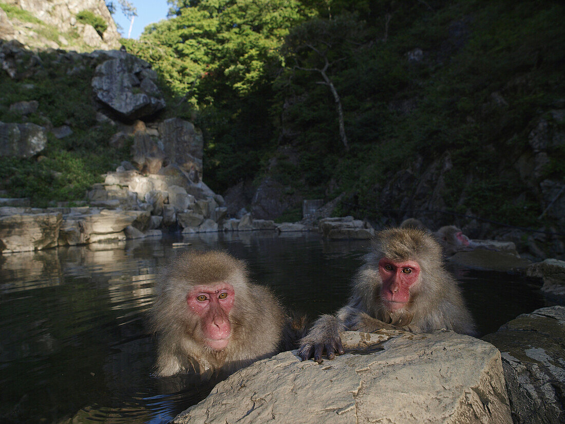 Japanese Macaque (Macaca fuscata) pair in hot spring, Jigokudani, Japan