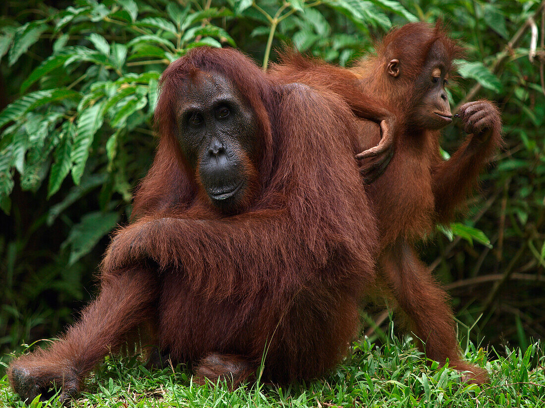 Orangutan (Pongo pygmaeus) mother and young, Borneo, Malaysia