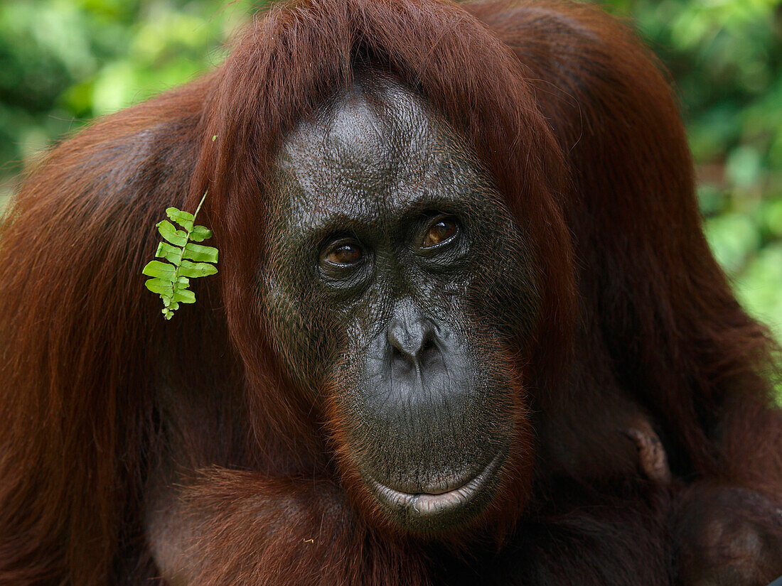 Orangutan (Pongo pygmaeus) female, Borneo, Malaysia
