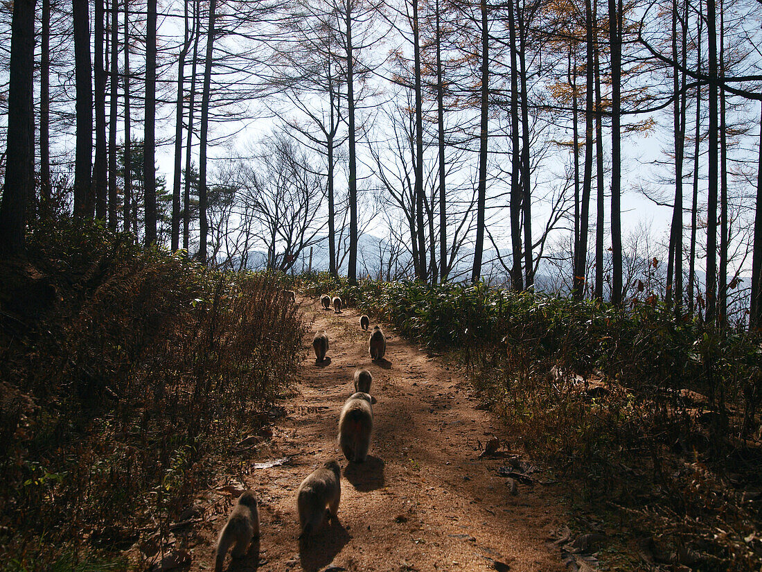 Japanese Macaque (Macaca fuscata) troop walking through forest on path, Jigokudani, Japan