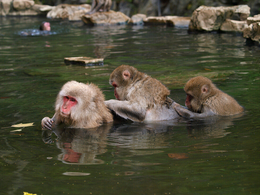 Japanese Macaque (Macaca fuscata) trio grooming in hot spring, Jigokudani, Japan