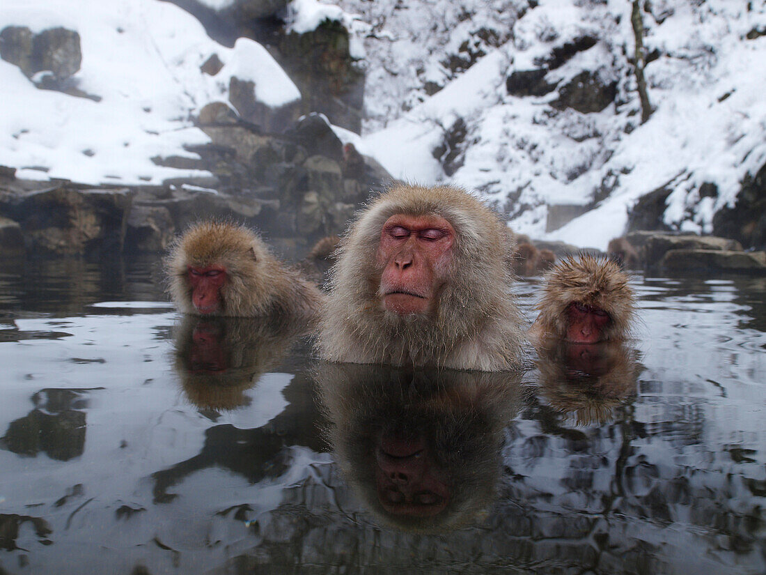 Japanese Macaque (Macaca fuscata) trio soaking in hot spring, Jigokudani, Japan