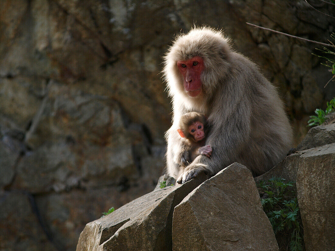 Japanese Macaque (Macaca fuscata) mother and young, Jigokudani, Japan