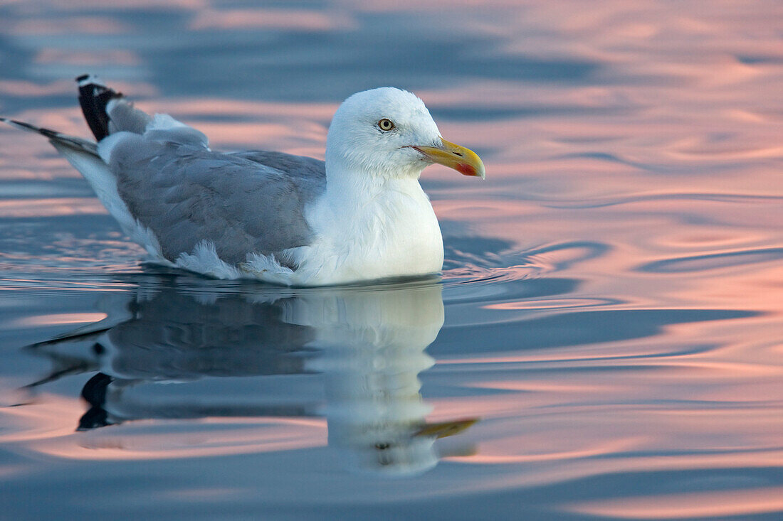Herring Gull (Larus argentatus), Norway