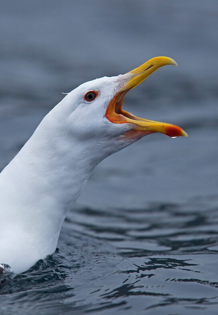 Great Black-backed Gull (Larus marinus) calling, Norway