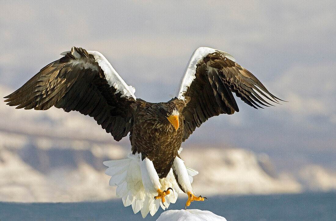 Steller's Sea Eagle (Haliaeetus pelagicus) landing on sea ice, Galapagos Islands, Ecuador