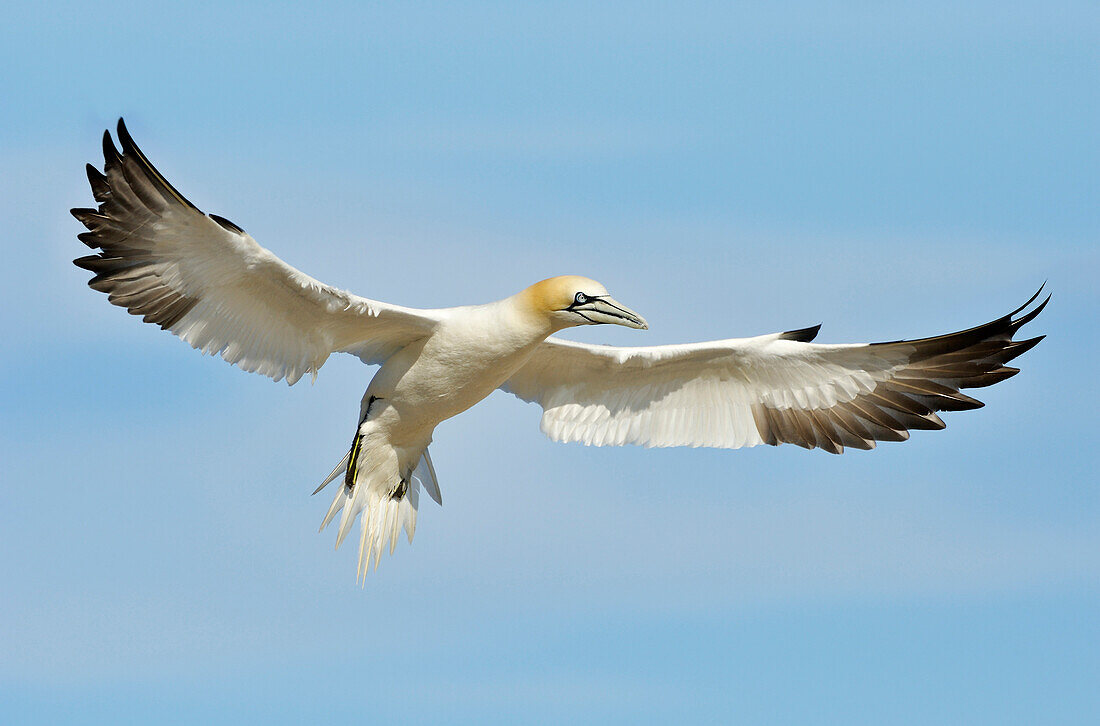 Northern Gannet (Morus bassanus) landing, Saltee Islands, Ireland