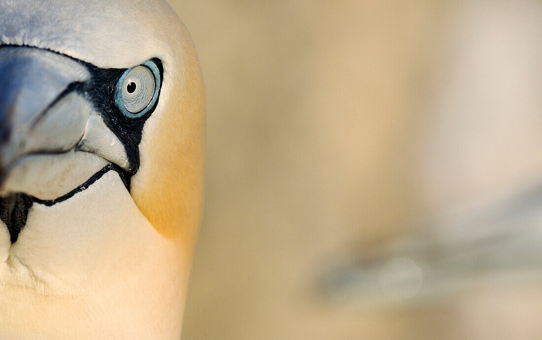 Northern Gannet (Morus bassanus), Saltee Islands, Ireland