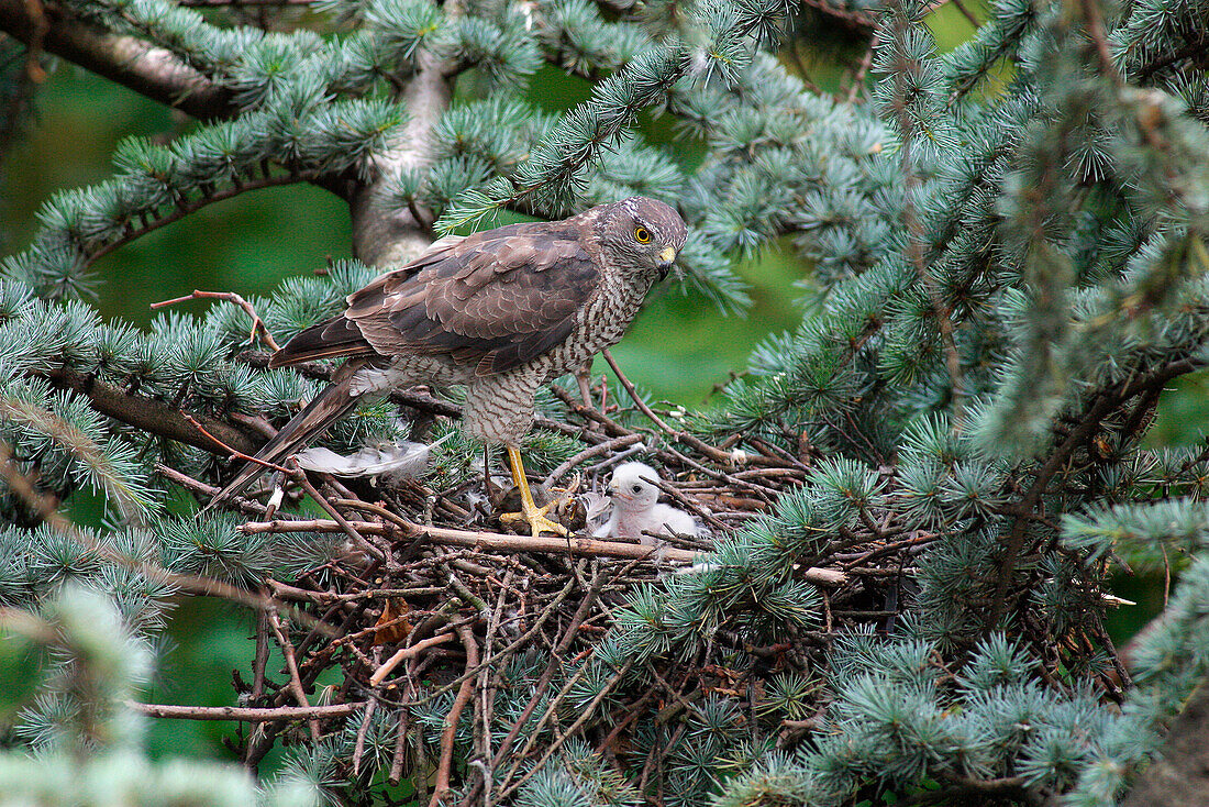 Eurasian Sparrowhawk (Accipiter nisus) parent feeding chick in nest, Amsterdam, Noord-Holland, Netherlands