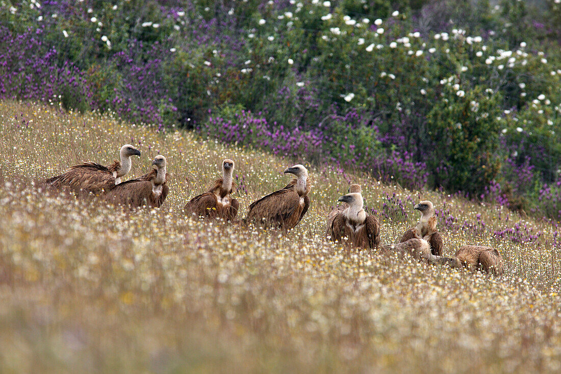 Griffon Vulture (Gyps fulvus) group on ground, Monfrague National Park, Extremadura, Spain