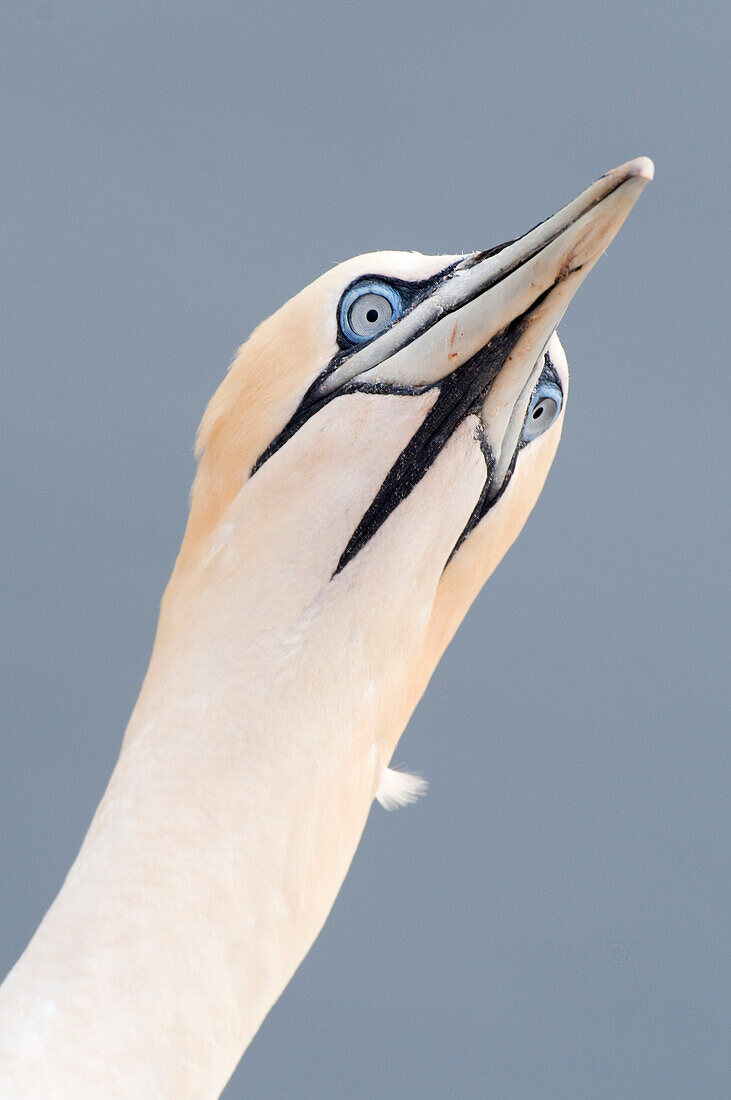 Northern Gannet (Morus bassanus), Helgoland, Germany