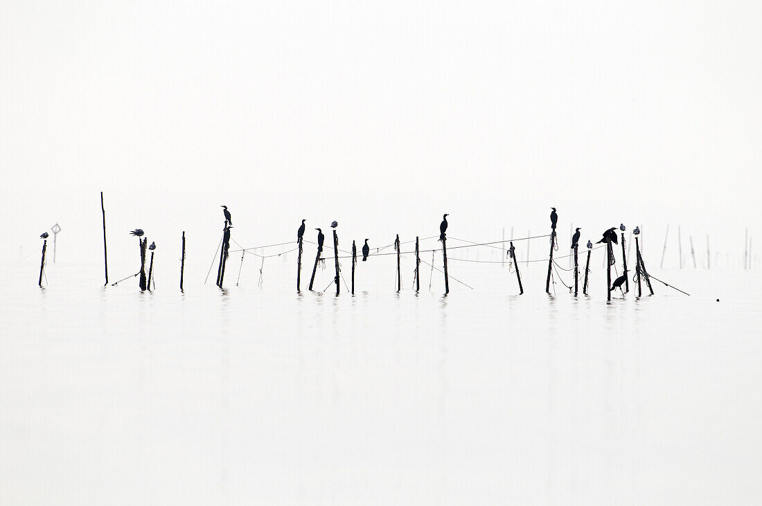 Great Cormorant (Phalacrocorax carbo) group on poles, Oderdelta, Poland