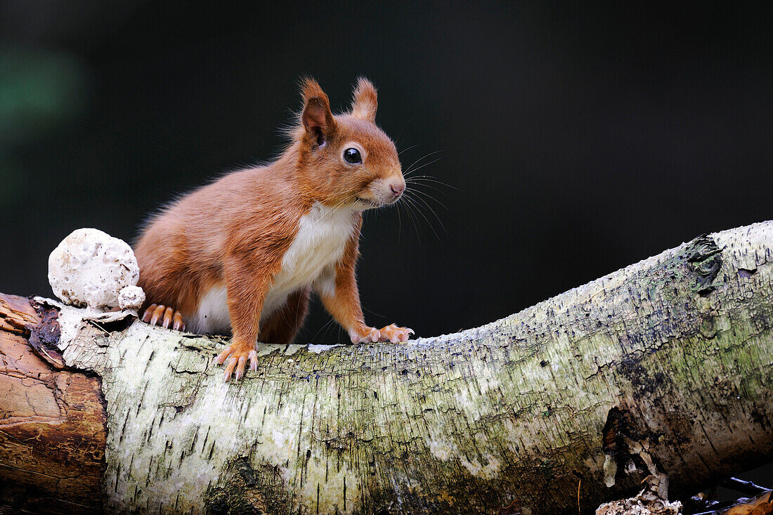 Eurasian Red Squirrel (Sciurus vulgaris), Veluwe, Gelderland, Netherlands