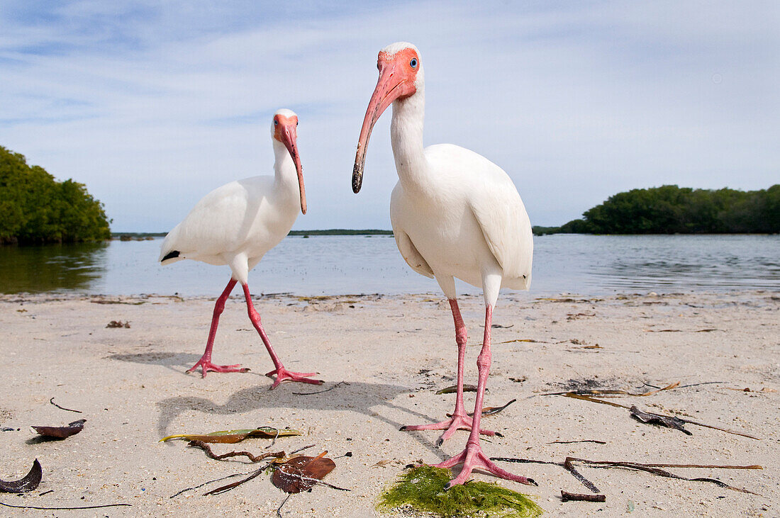 White Ibis (Eudocimus albus) pair walking on beach, Florida