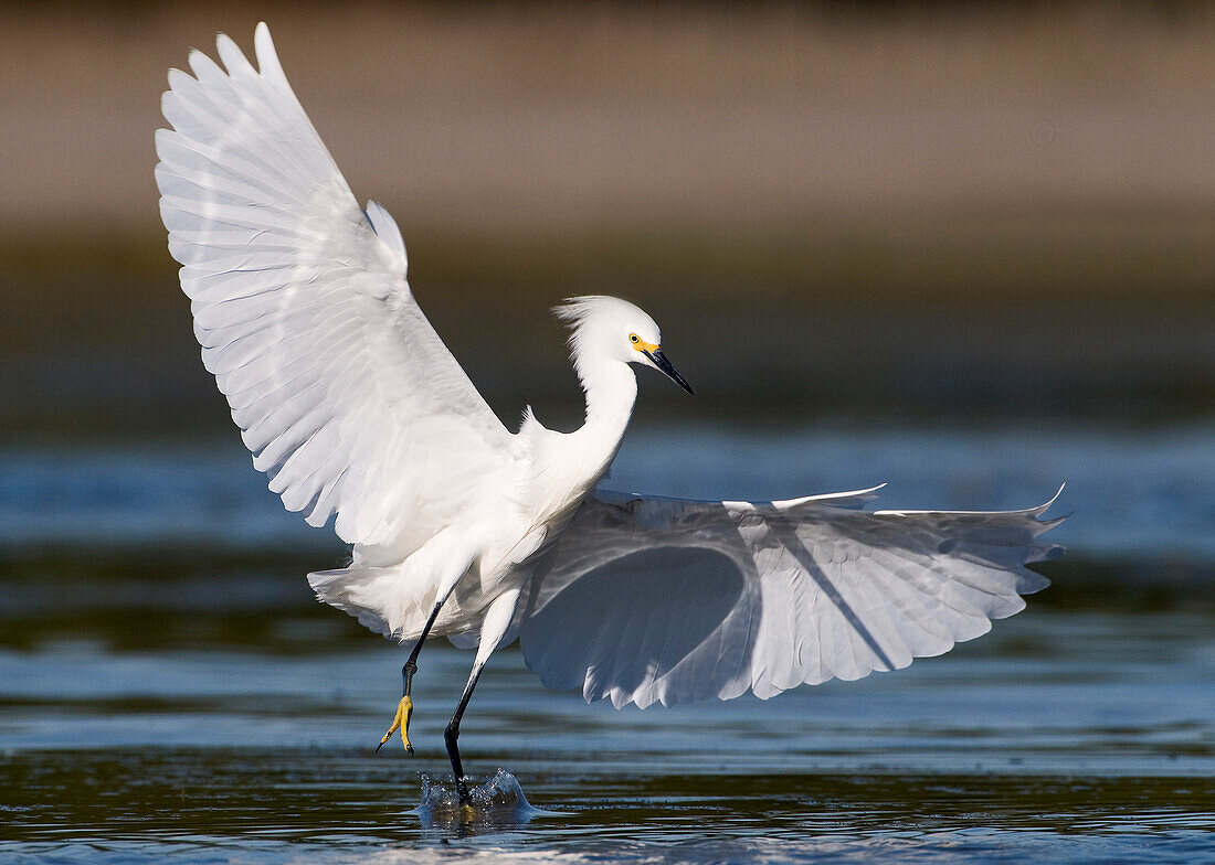 Snowy Egret (Egretta thula) landing in water, Marco Island, Florida