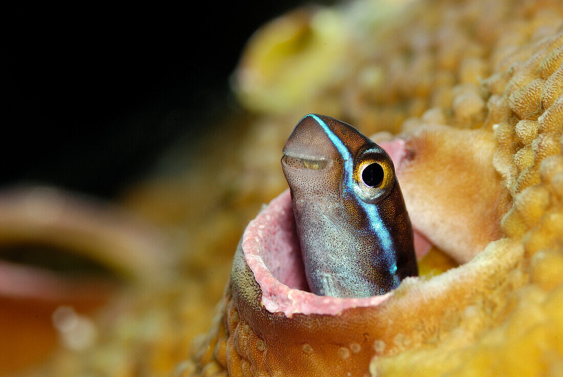 Blue-striped Blenny (Plagiotremus rhinorhynchos) emerging from burrow in sponge, Indonesia
