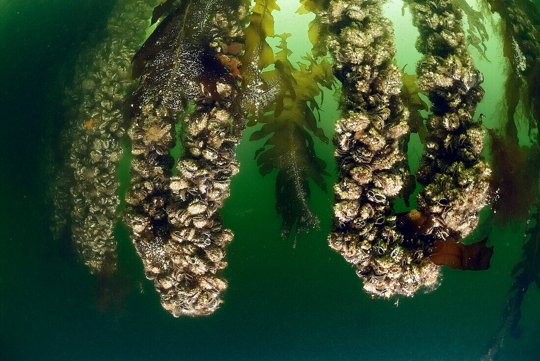 Blue Mussel (Mytilus edulis) aquaculture, North Sea