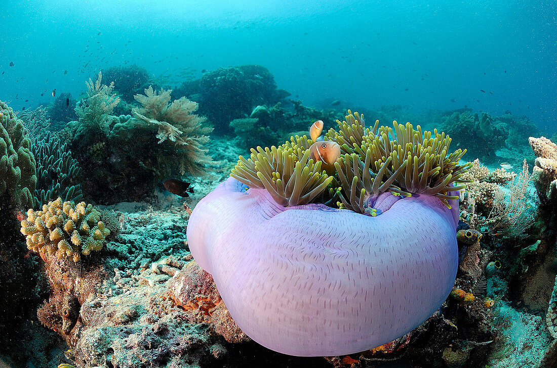 Pink Anemonefish (Amphiprion perideraion) pair in sea anemone, Philippines